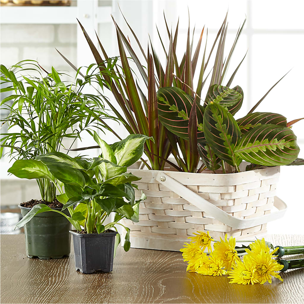 Florist Designed Blooming and Green Plants in a Basket – EVERYTHING'S GREEN FLORIST, Redwood City CA