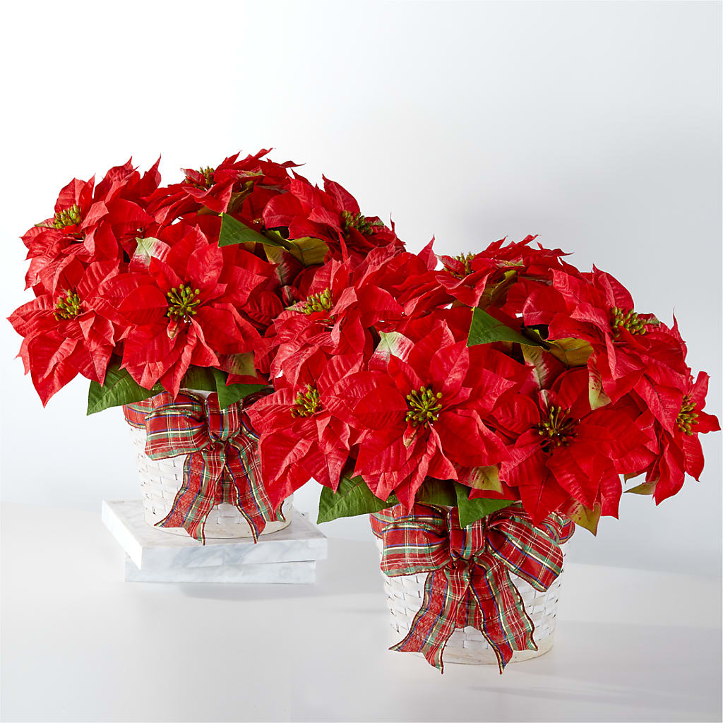 Happiest Holidays Poinsettia Bundle – EVERYTHING'S GREEN FLORIST, Redwood City CA
