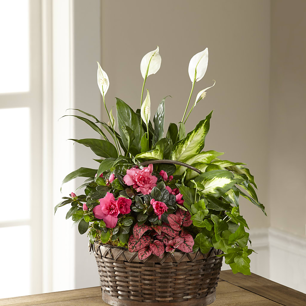 Dream in Pink Dishgarden – EVERYTHING'S GREEN FLORIST, Redwood City CA