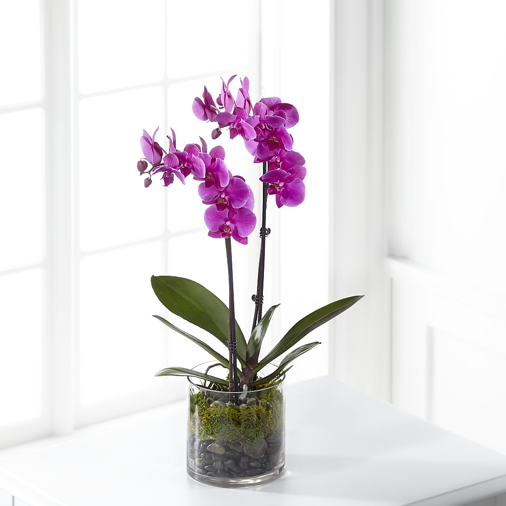 Pink Orchid Plant – EVERYTHING'S GREEN FLORIST, Redwood City CA
