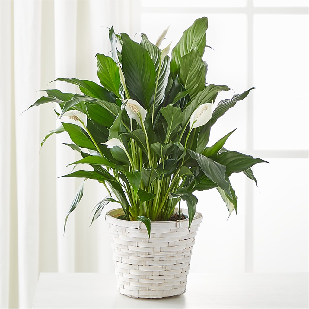 A New Leaf Peace Lily – EVERYTHING'S GREEN FLORIST, Redwood City CA