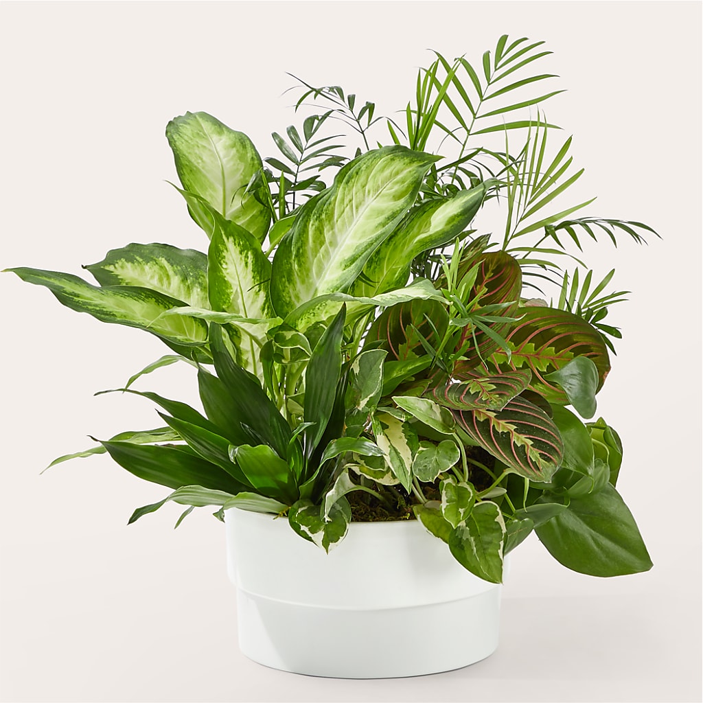 Radiating Positivity Dishgarden – EVERYTHING'S GREEN FLORIST, Redwood City CA