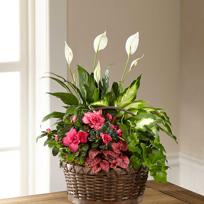 Dream in Pink Dishgarden – EVERYTHING'S GREEN FLORIST, Redwood City CA