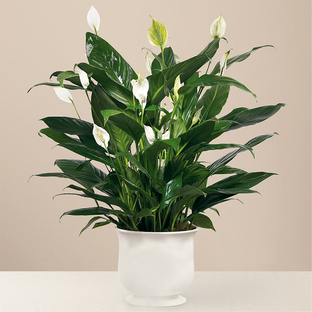 Comfort Planter – EVERYTHING'S GREEN FLORIST, Redwood City CA