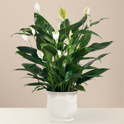 Comfort Planter – EVERYTHING'S GREEN FLORIST, Redwood City CA