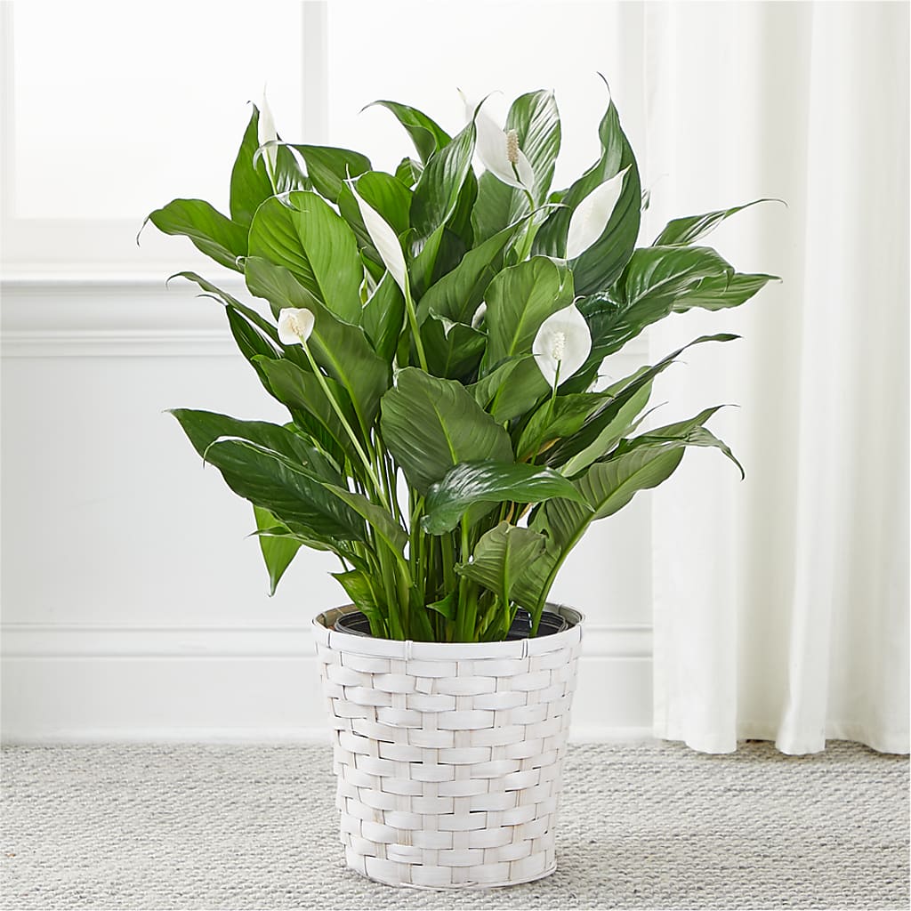 A New Leaf Peace Lily – EVERYTHING'S GREEN FLORIST, Redwood City CA