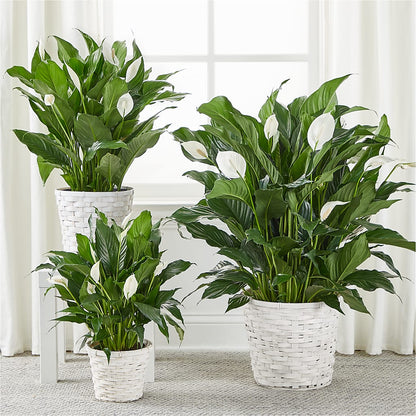 A New Leaf Peace Lily – EVERYTHING'S GREEN FLORIST, Redwood City CA