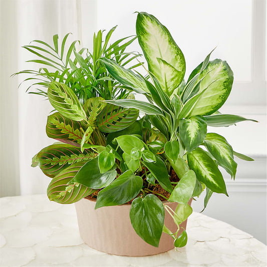 Balance & Harmony Dishgarden – EVERYTHING'S GREEN FLORIST, Redwood City CA