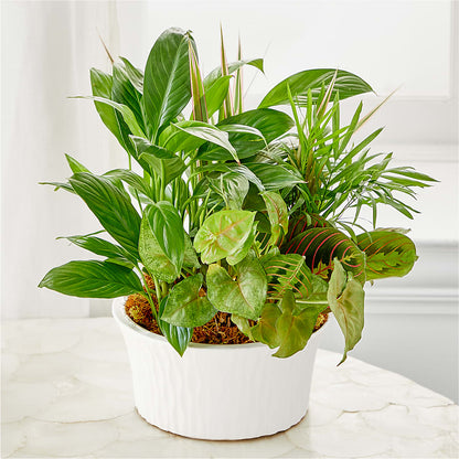 Balance & Harmony Dishgarden – EVERYTHING'S GREEN FLORIST, Redwood City CA