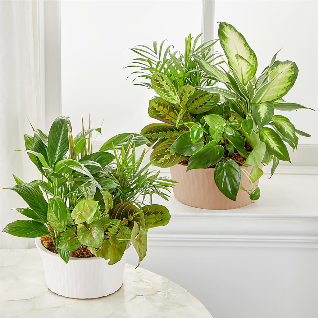 Balance & Harmony Dishgarden – EVERYTHING'S GREEN FLORIST, Redwood City CA
