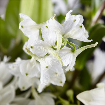 Classic Ivory – A Florist Original – EVERYTHING'S GREEN FLORIST, Redwood City CA