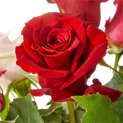 Love Notes Rose Bouquet – EVERYTHING'S GREEN FLORIST, Redwood City CA